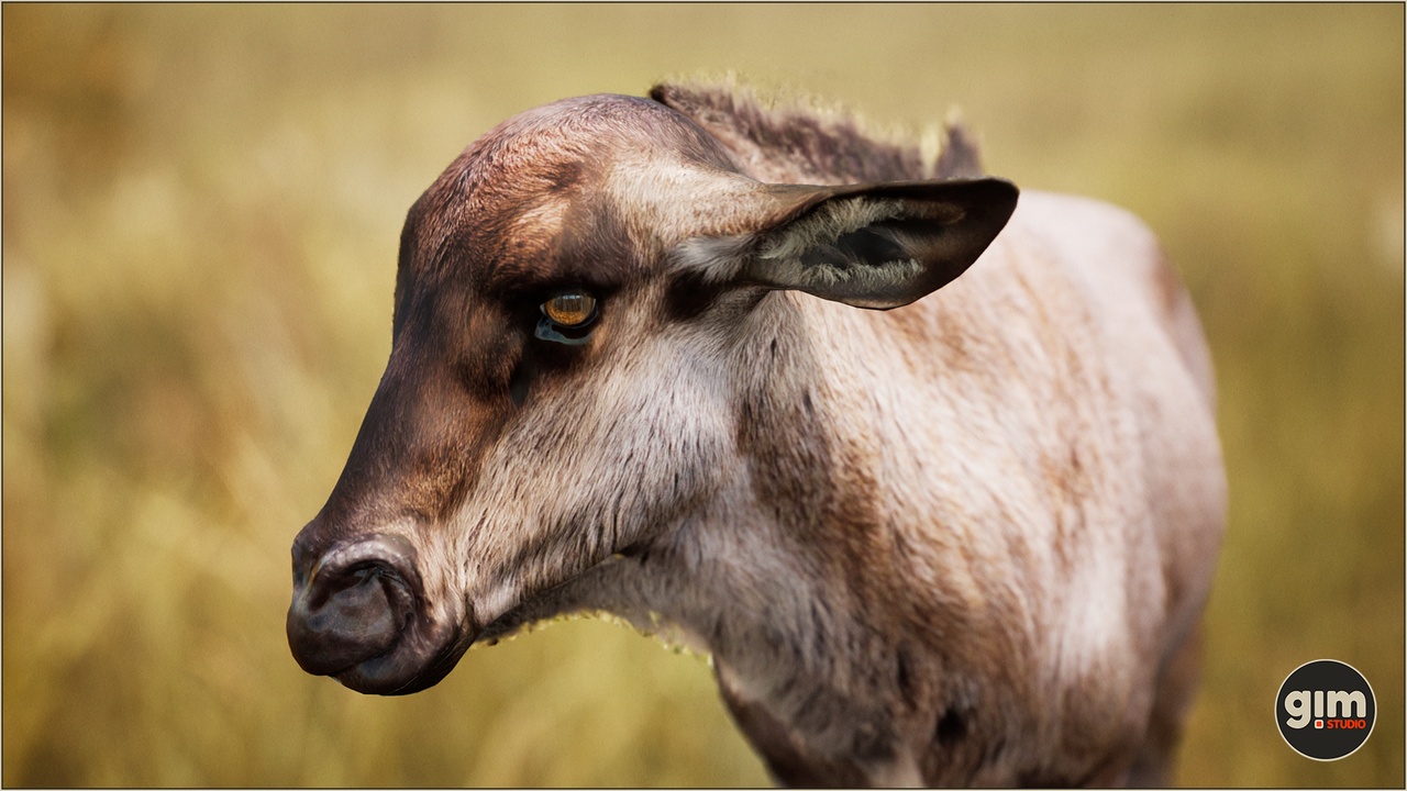 Media 1 for listing Animalia - Blue Wildebeest (young)