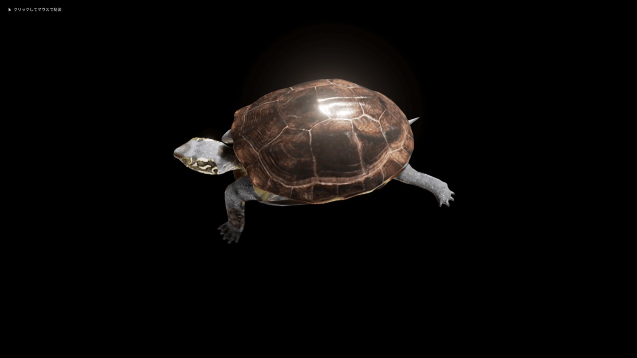 Media 1 for listing Turtles And Tortoises