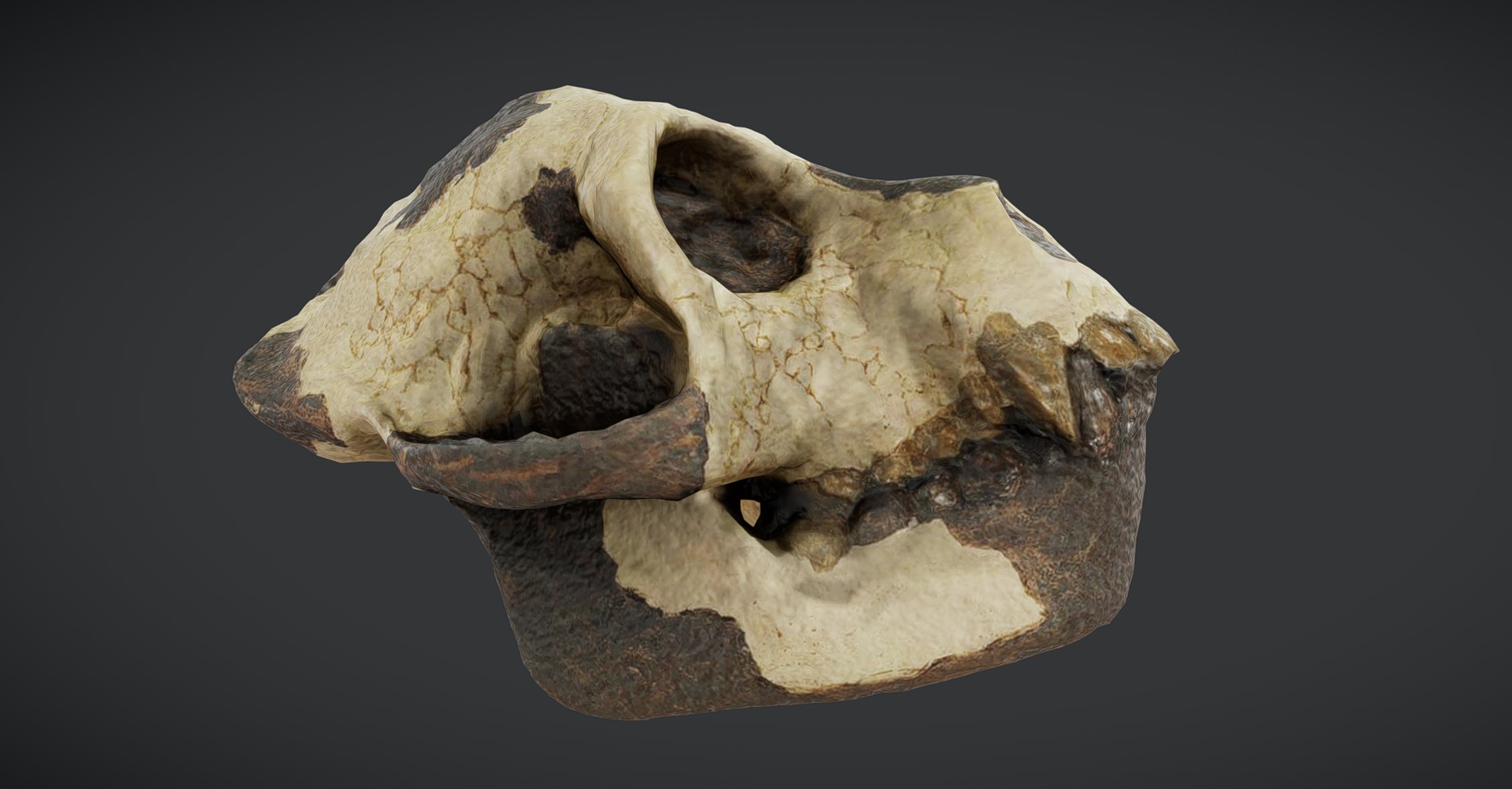 工芸品 Evolucio SKULL convex Aegyptopithecus Zeuxis - 3D Scanned Prehistoric Skull | Fab