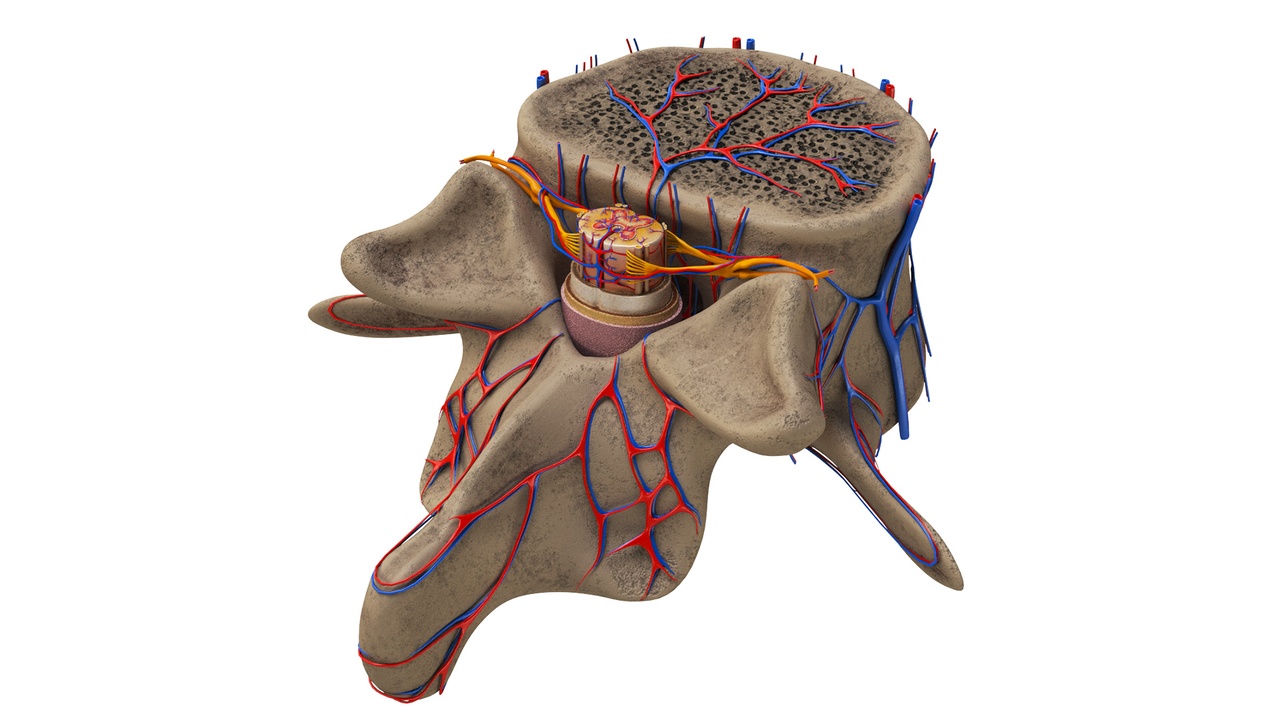 Media 1 for listing Vertebrae with Spinal Cord
