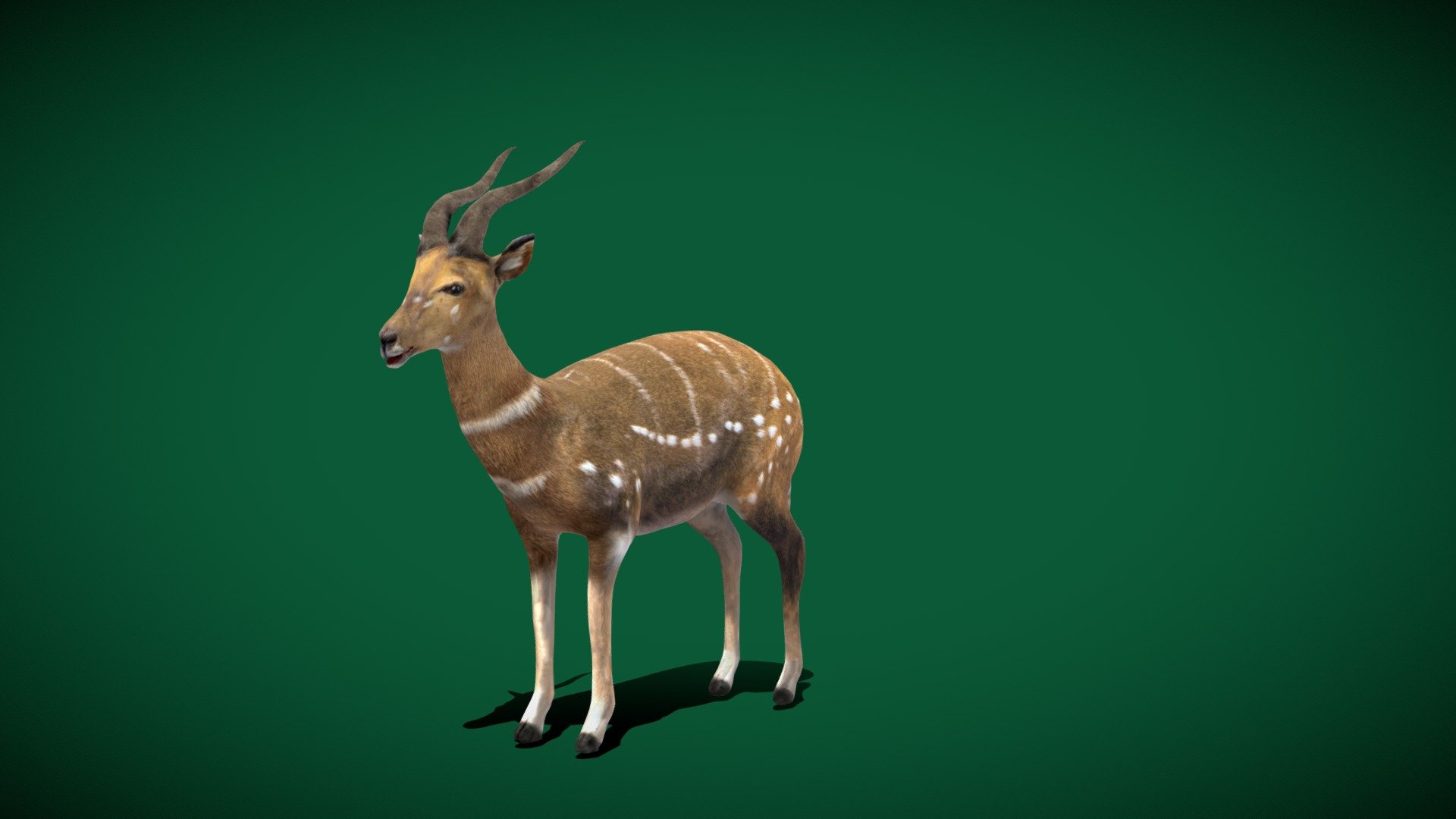 harnessed-bushbuck-male-antelope-lowpoly-fab