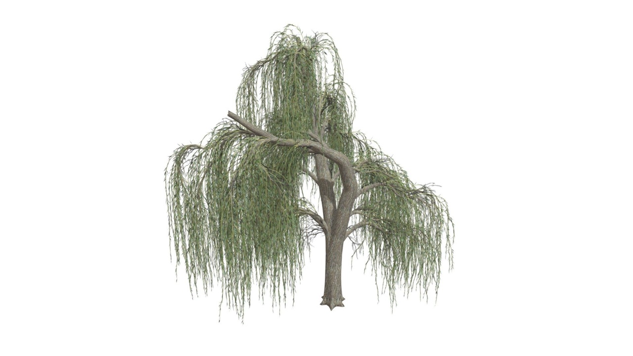 Media 1 for listing Weeping Willow Tree #02