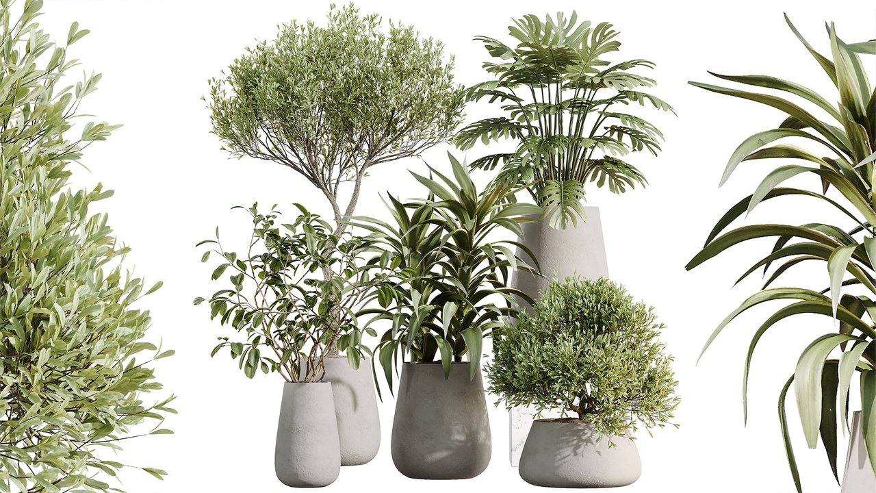 Media 1 for listing AV Indoor Plants Set 527 Olive Lemon Dragon Ficus Dracaena Marginata