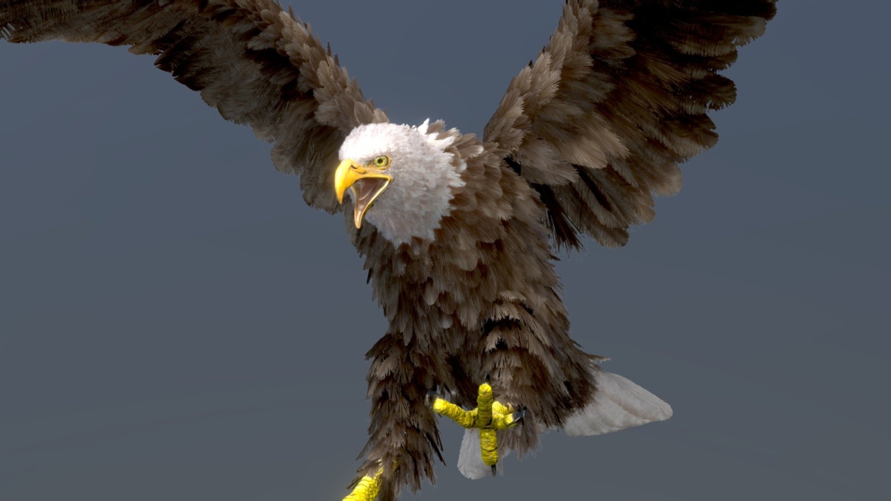 Media 1 for listing Bald Eagle