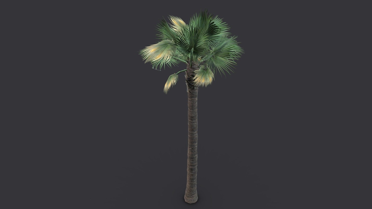 Média 1 pour l'article Palm Tree