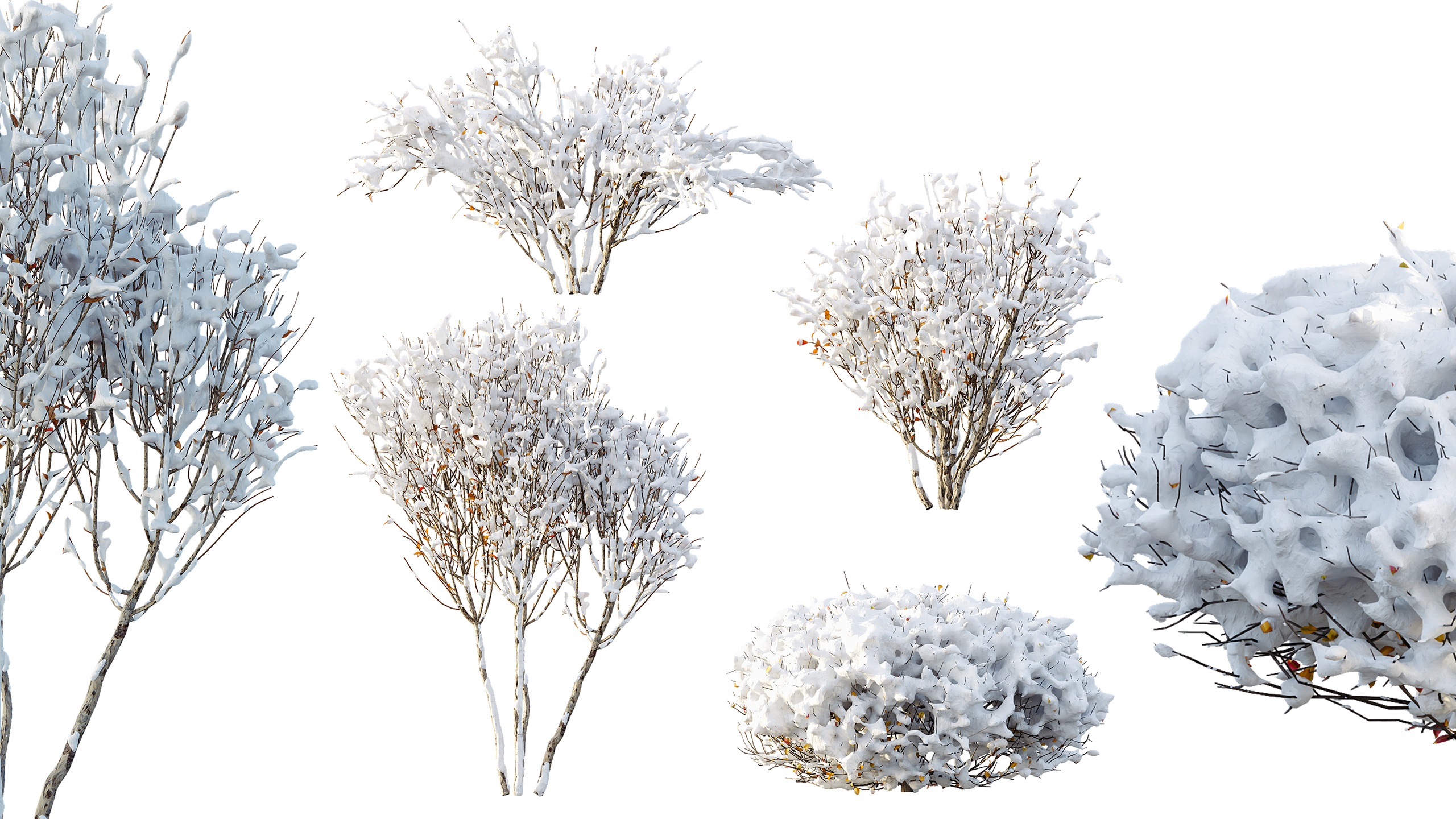 Media 1 for listing AV Winter Plant Snow Myrtle flower Winter and Snow Quihoui Privet