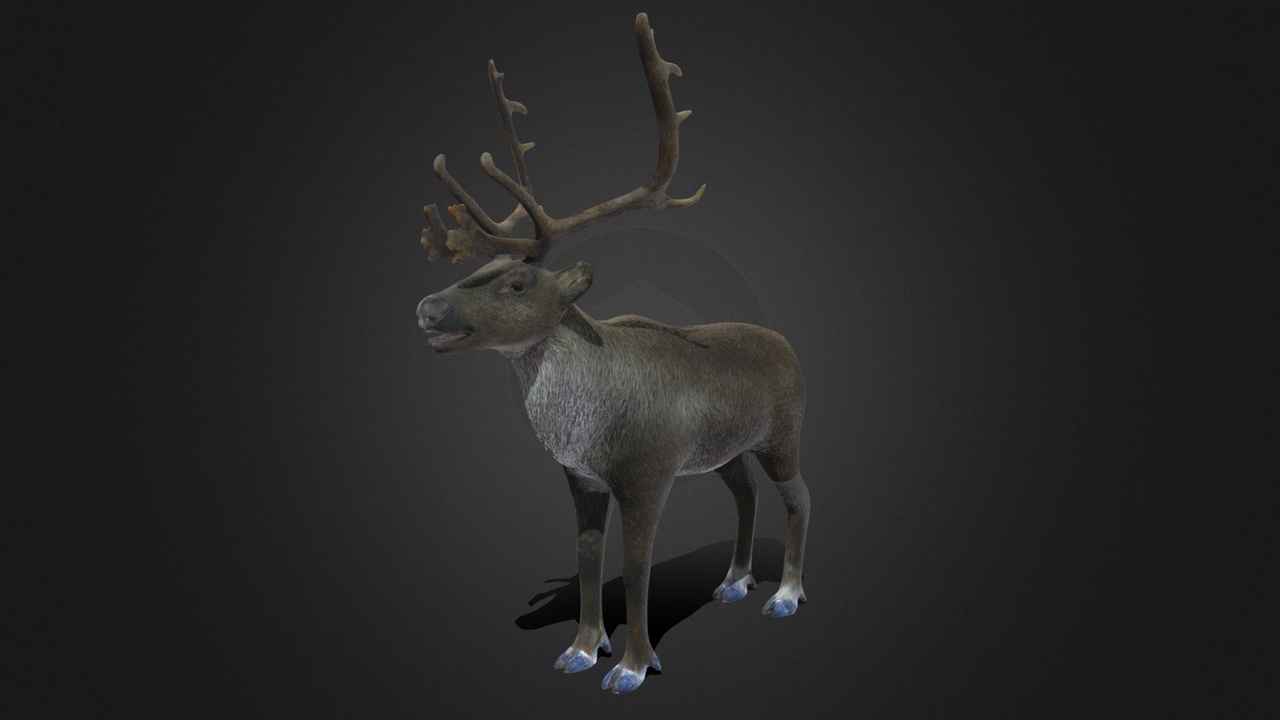 Media 1 for listing Reindeer