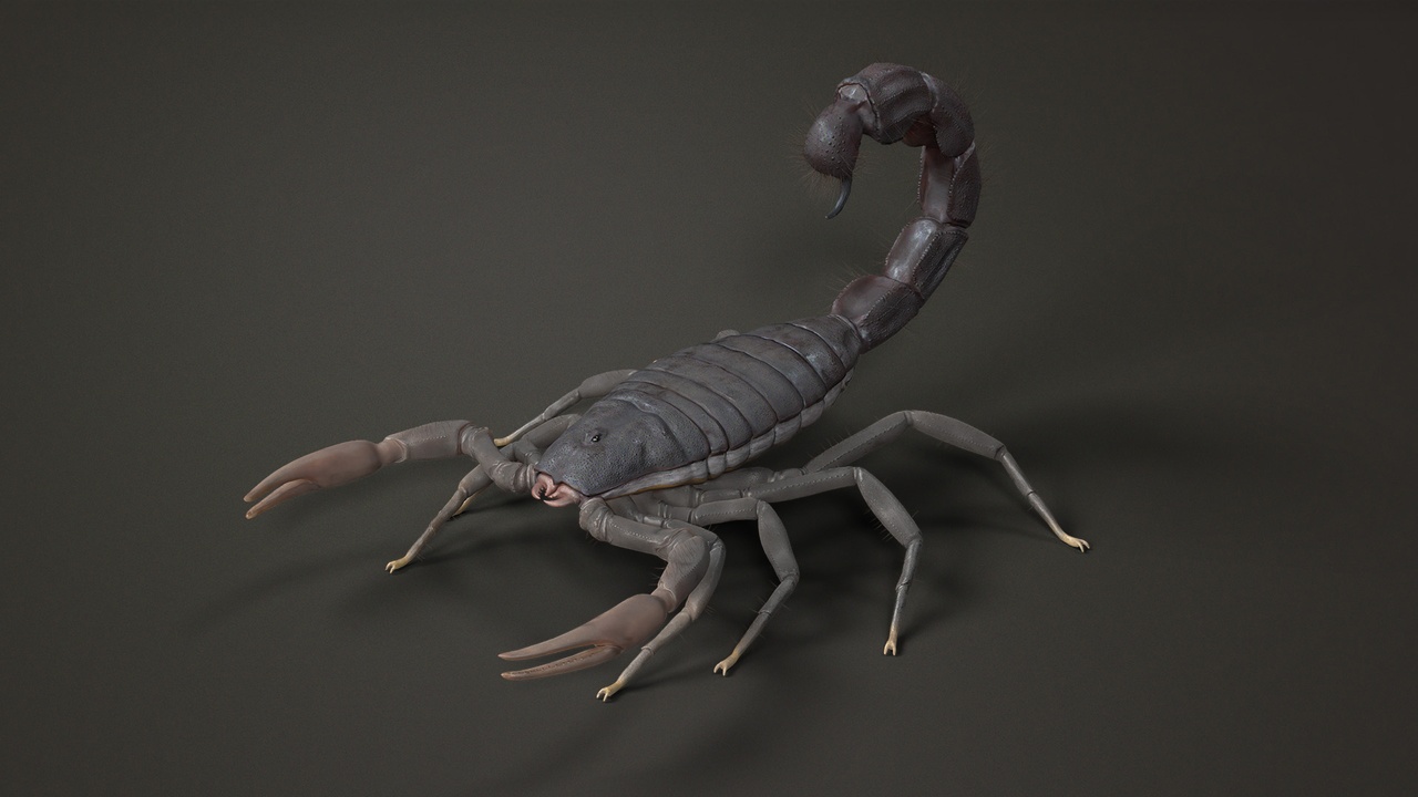 Media 1 for listing 3D Model – Thick-tailed Scorpion - High Poly - 8K Textures