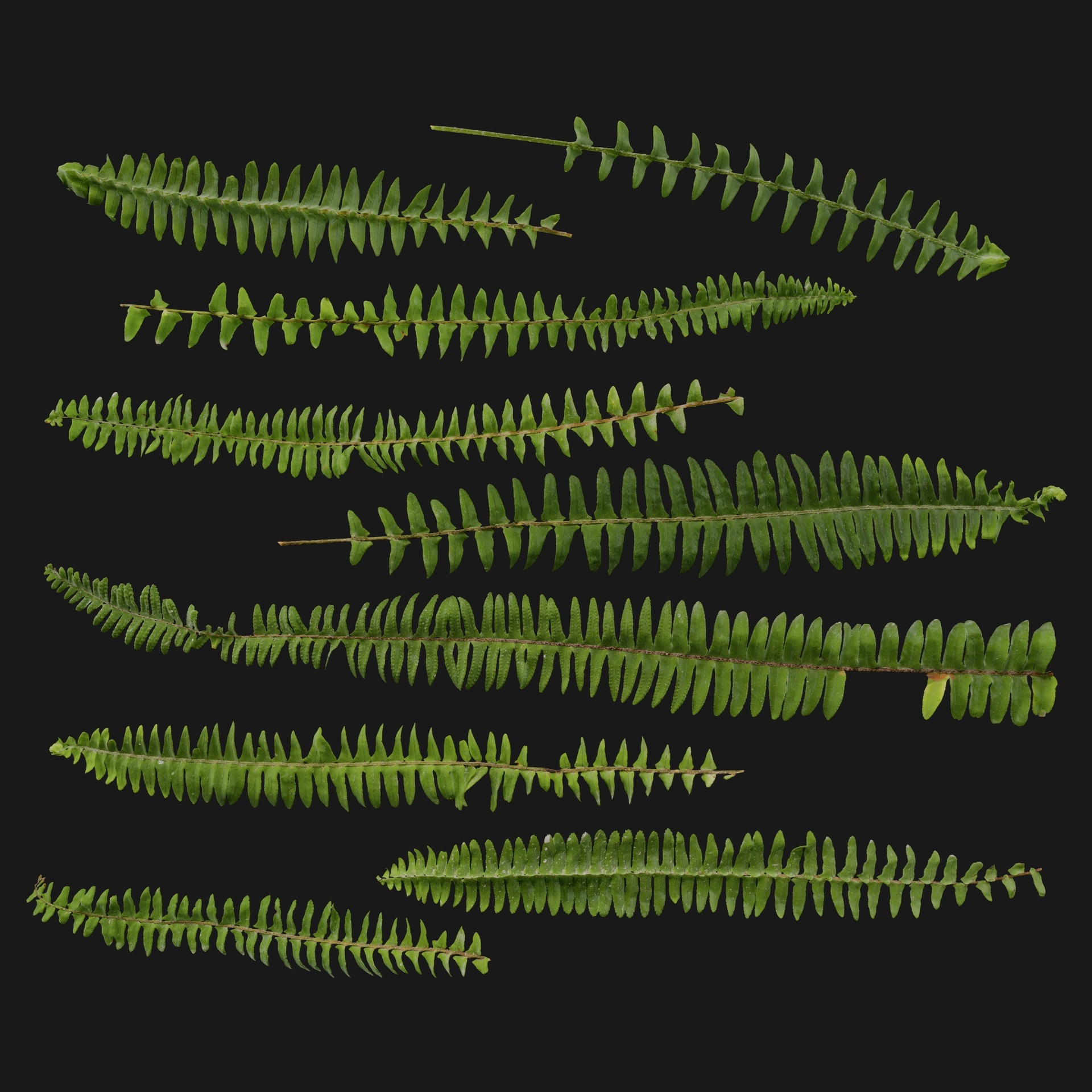 Media 1 for listing Fern 03