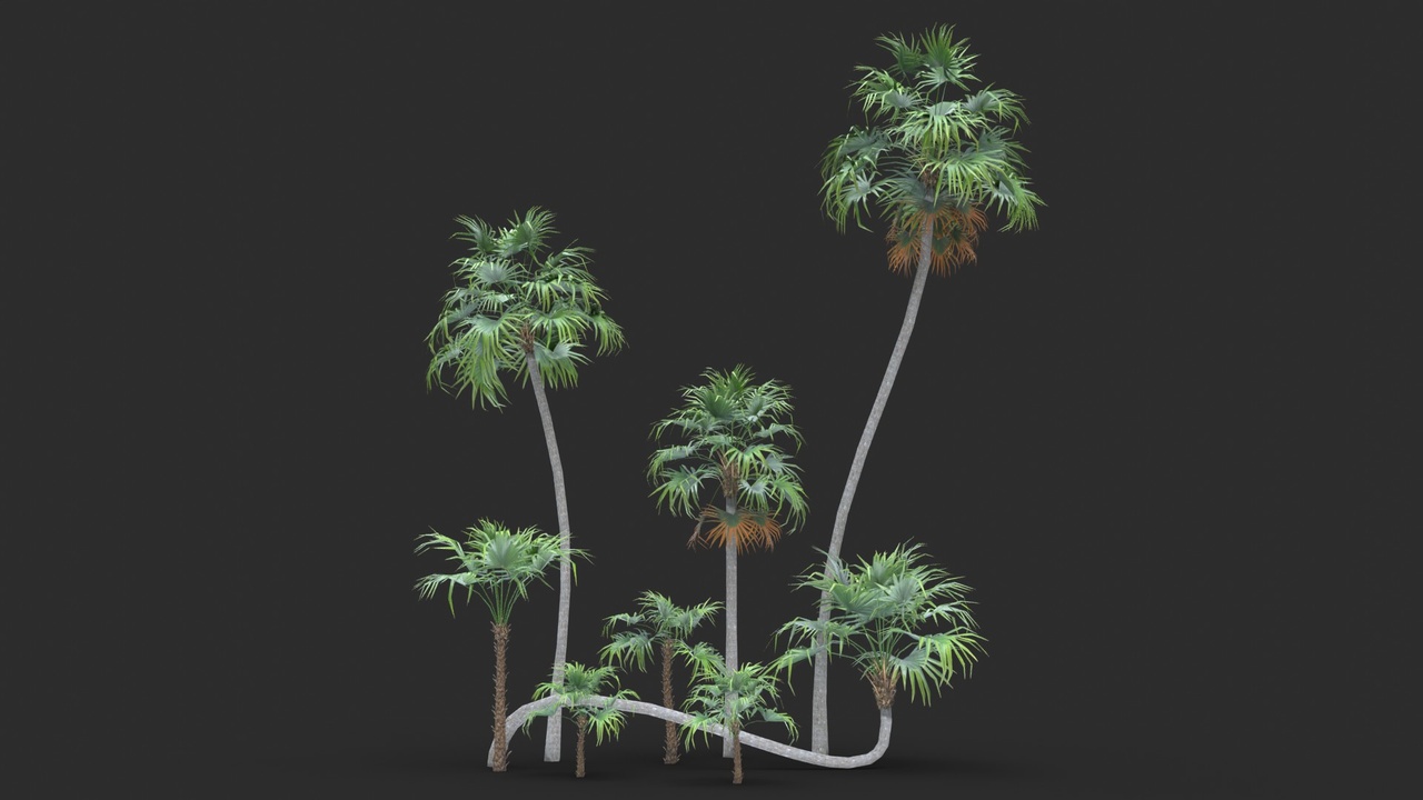 Media 1 for listing Modular Green Thatch Palm Tree - Thrinax Radiata