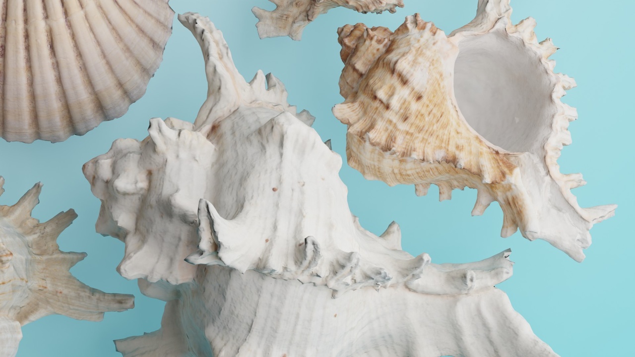 Media 1 for listing Marine Life Shellfish Blender