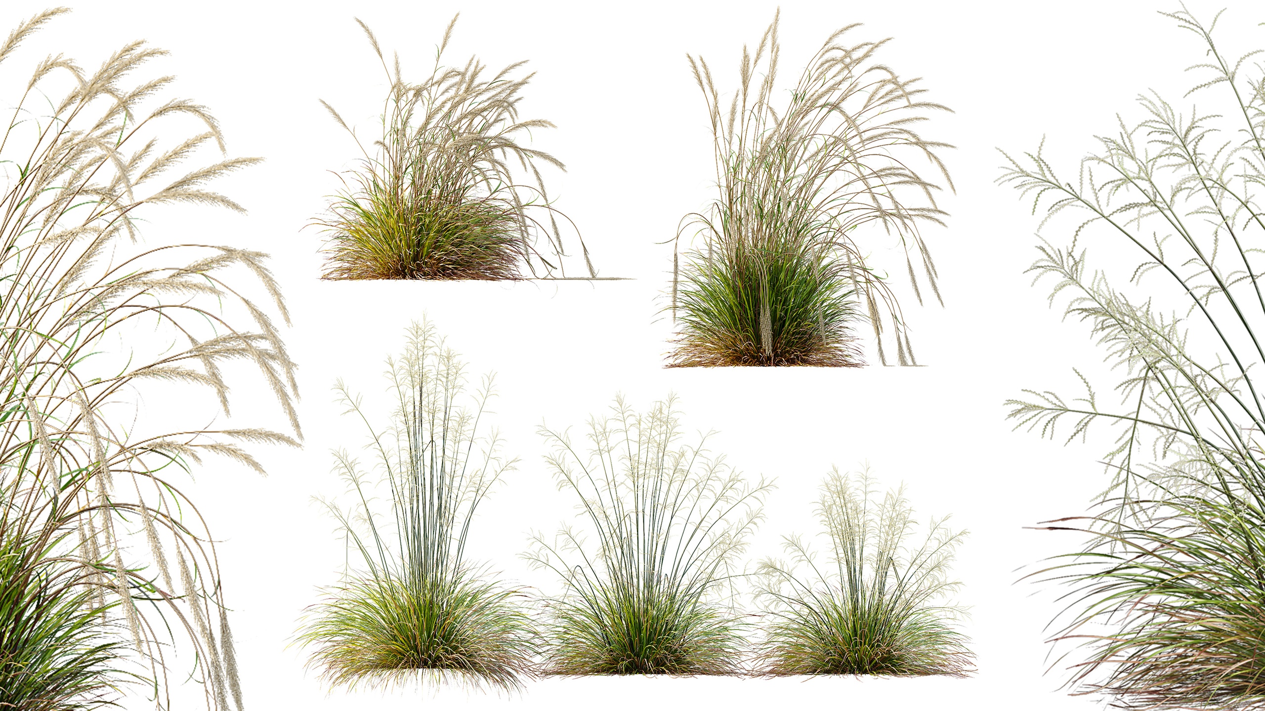 Media 1 for listing AV Calamagrostis Acutiflora Karl Foerster and Stipa arundinacea Sweet Grasses