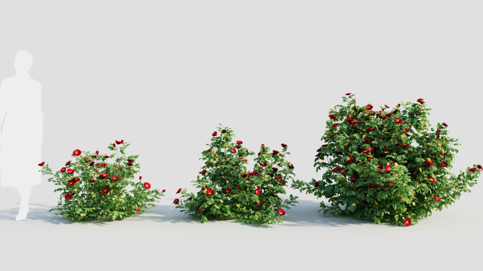 Rosa rugosa e | Fab