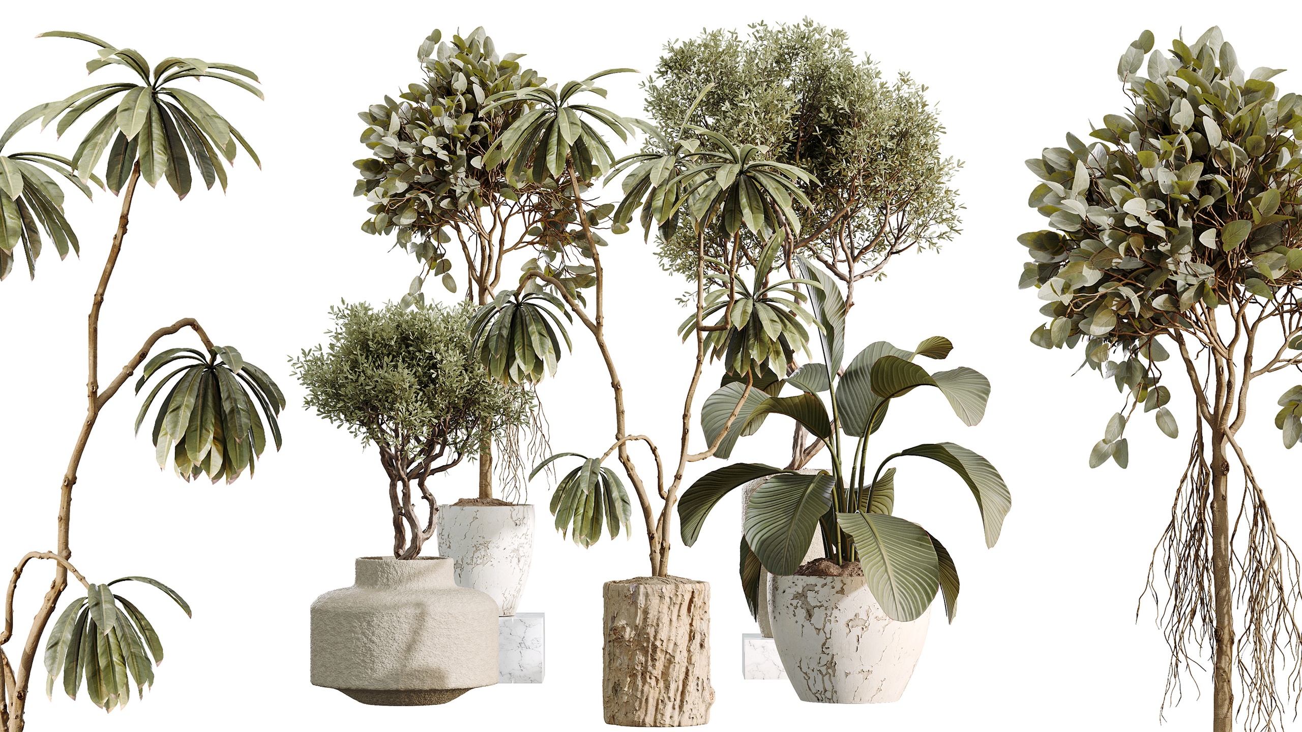 Media 1 for listing AV Indoor Plants Set 460 Ficus Calathea Lutea Olive
