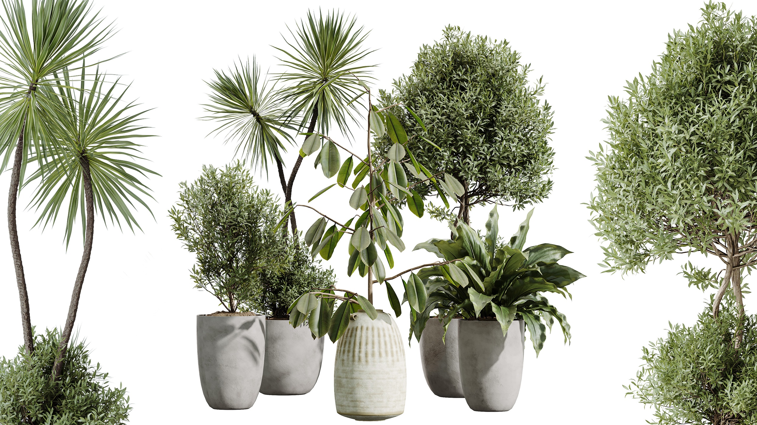Media 1 for listing AV Indoor Plants Set 442 Ficus olive tree Yucca