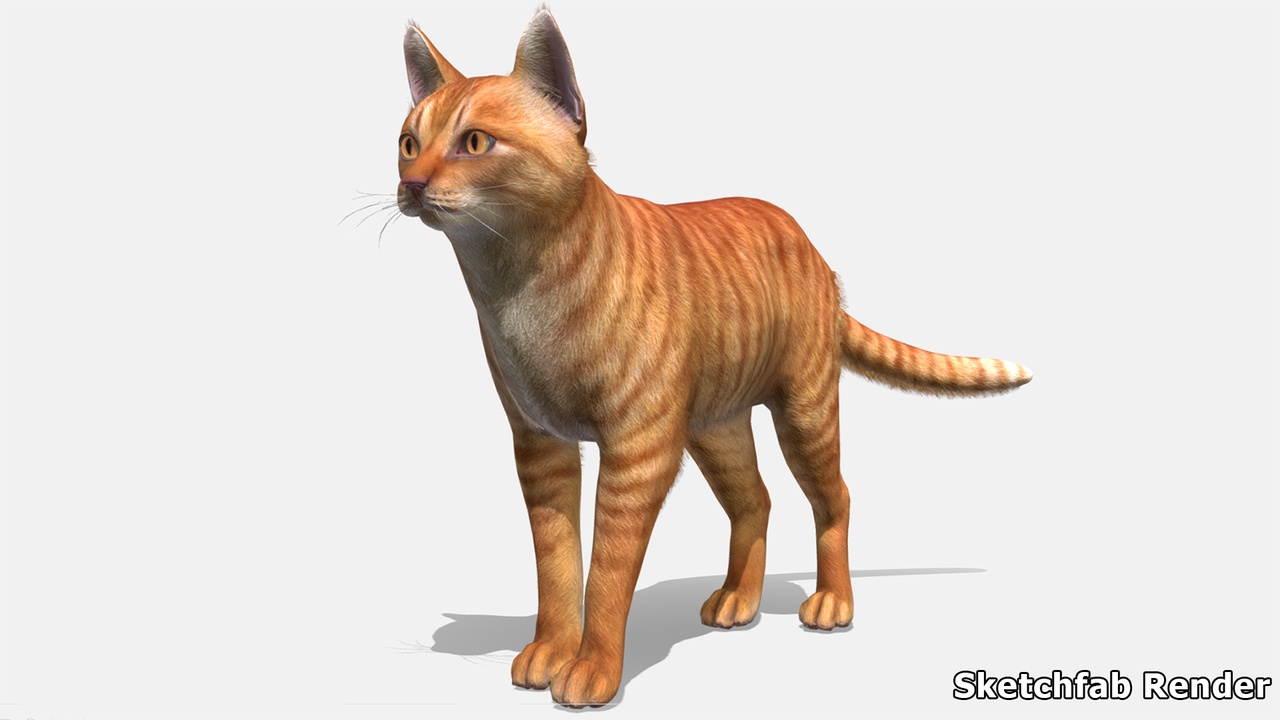 Media 1 for listing Cats - Simple