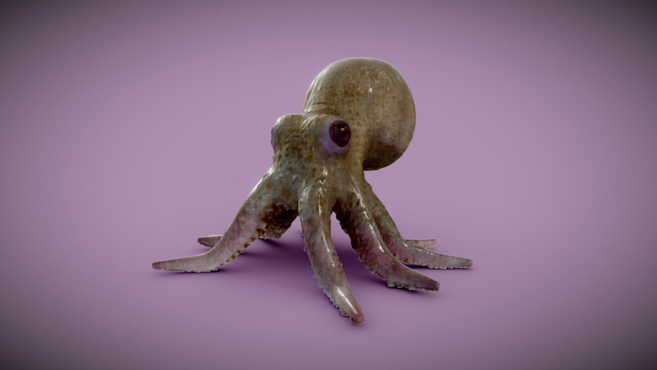 Media 1 for listing Baby Octopus