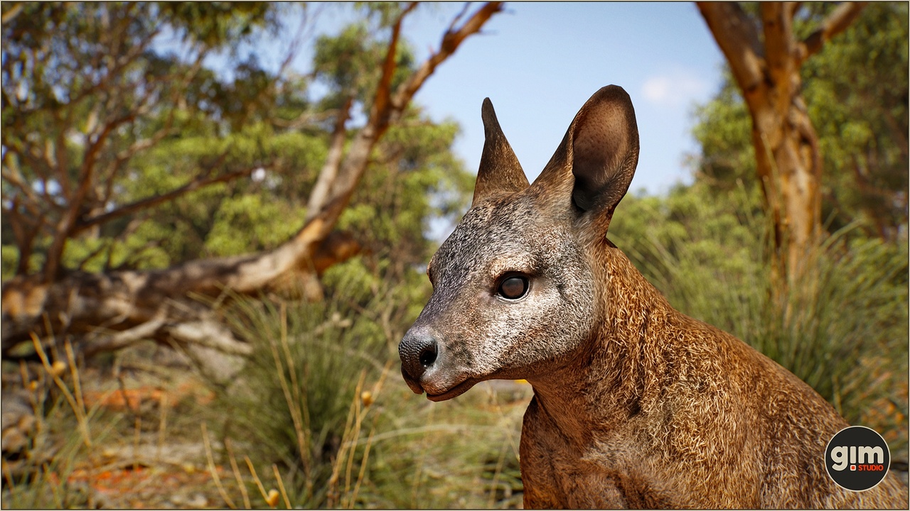 Medium 1 für Eintrag Animalia - Wallaby