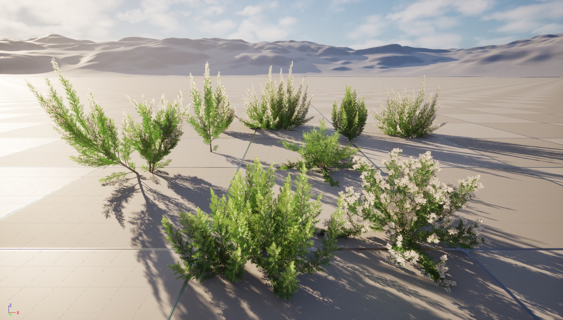 Media 1 for listing UE5 Wind Bush - Erica Arborea - Tree Heath