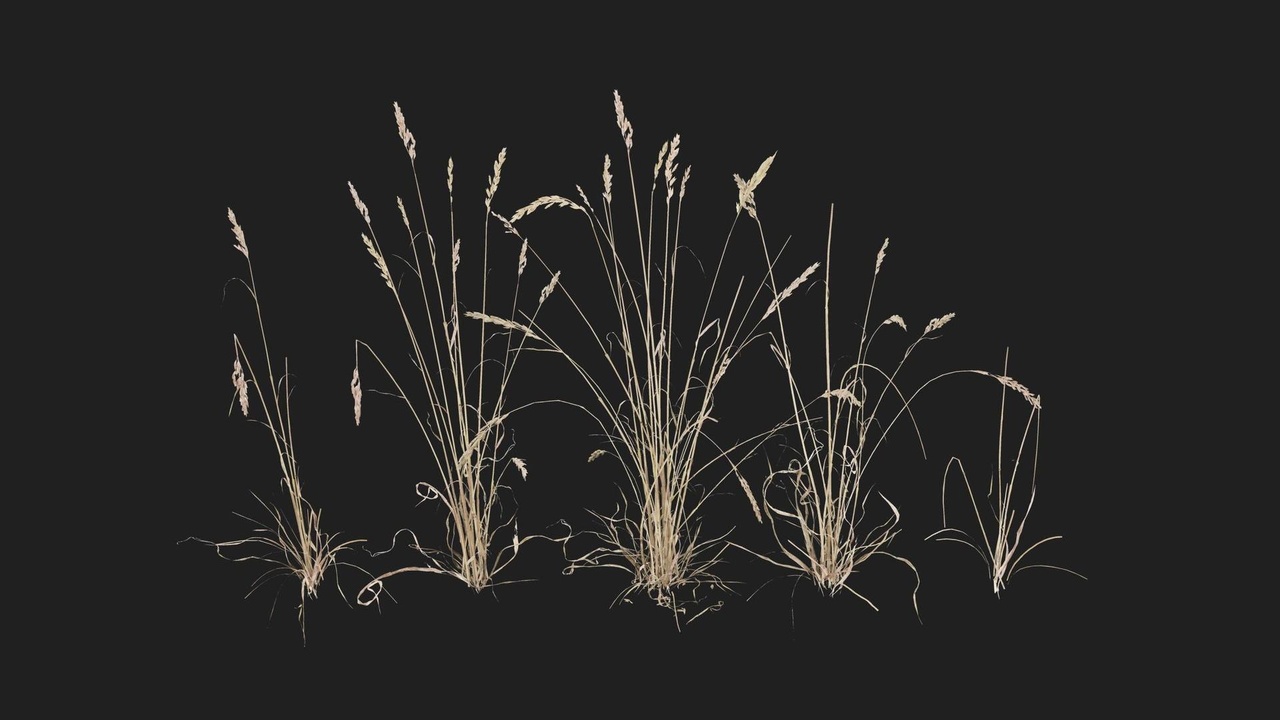 Media 1 for listing Wheat Grass