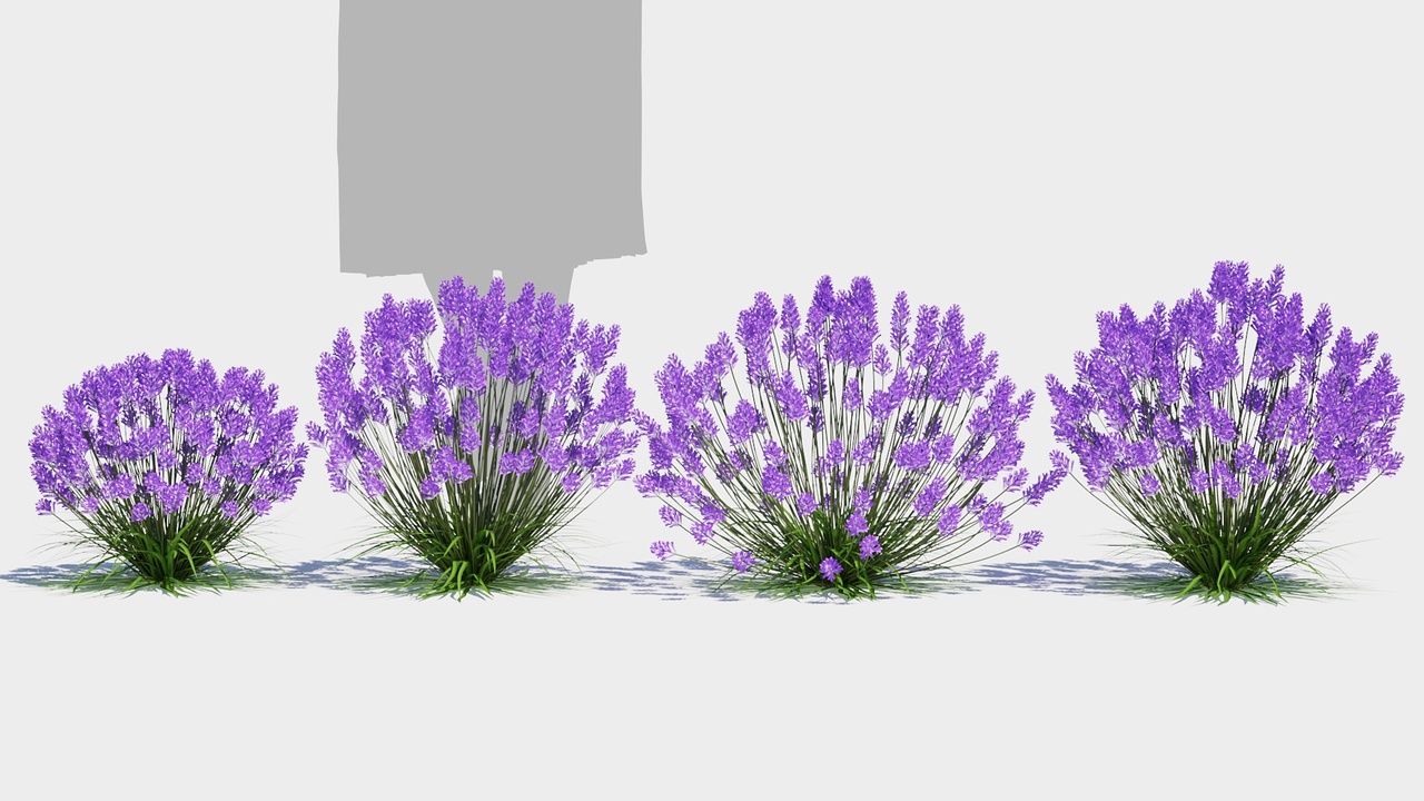 Media 1 for listing Lavender/flower