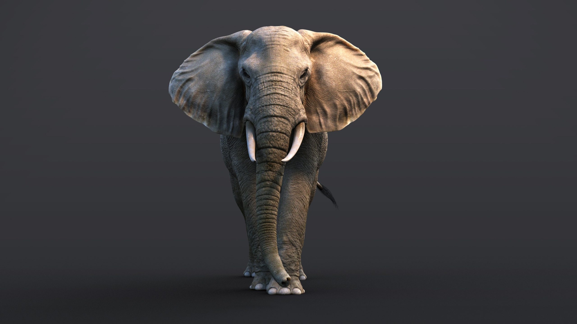 African Elephant (RIGGED) Maya (XGEN-CORE) | Fab