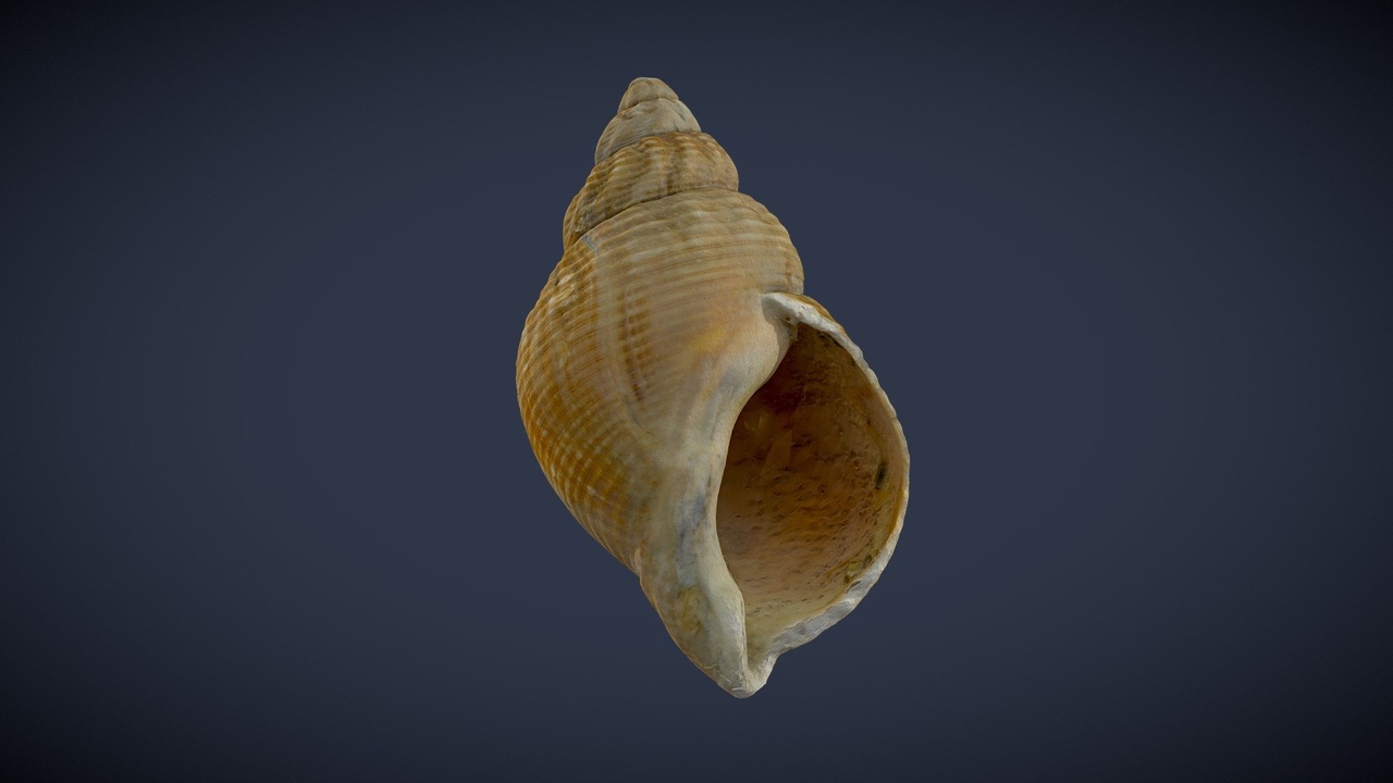 Media 1 for listing Sea Snail Shell