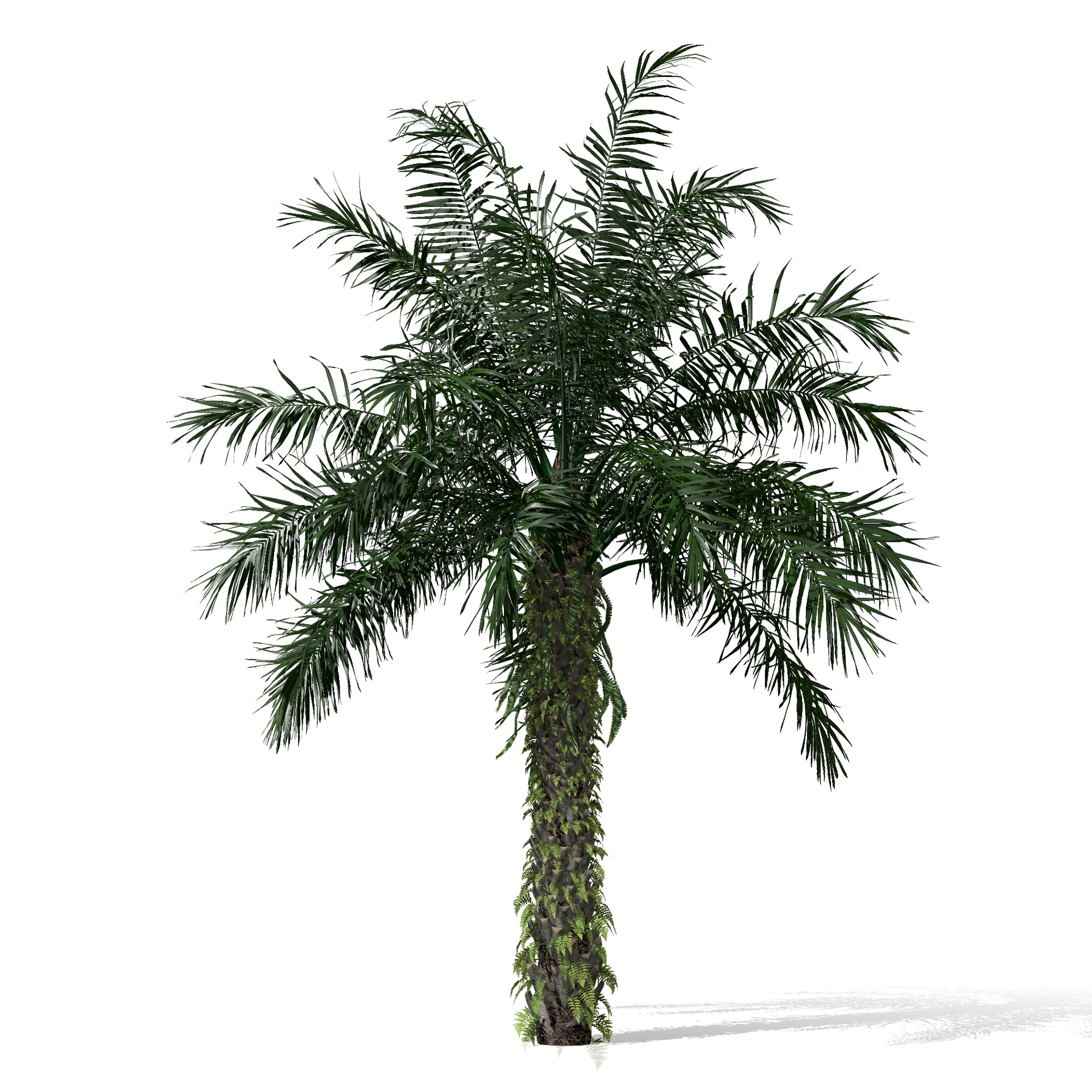 Media 1 for listing Oil Palm Tree Pack (Elaeis guineensis) - 4 Variations - FBX OBJ DAE 3D model