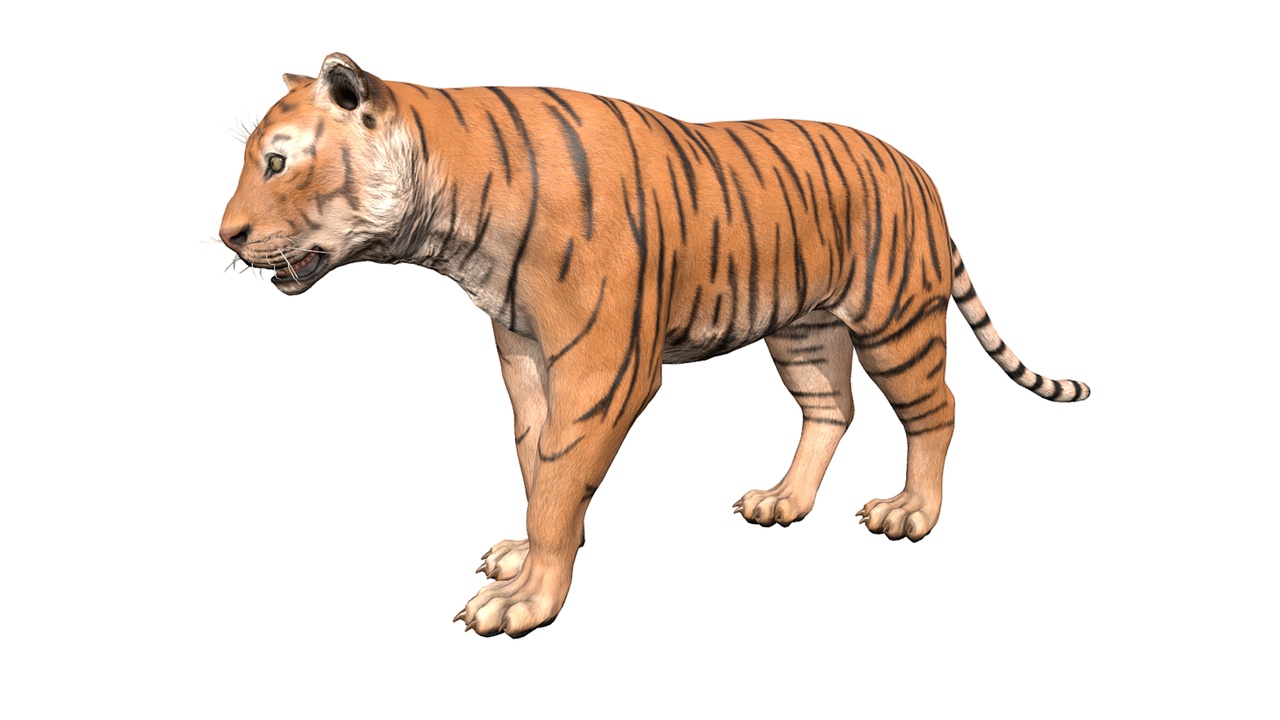 Media 1 for listing Tiger