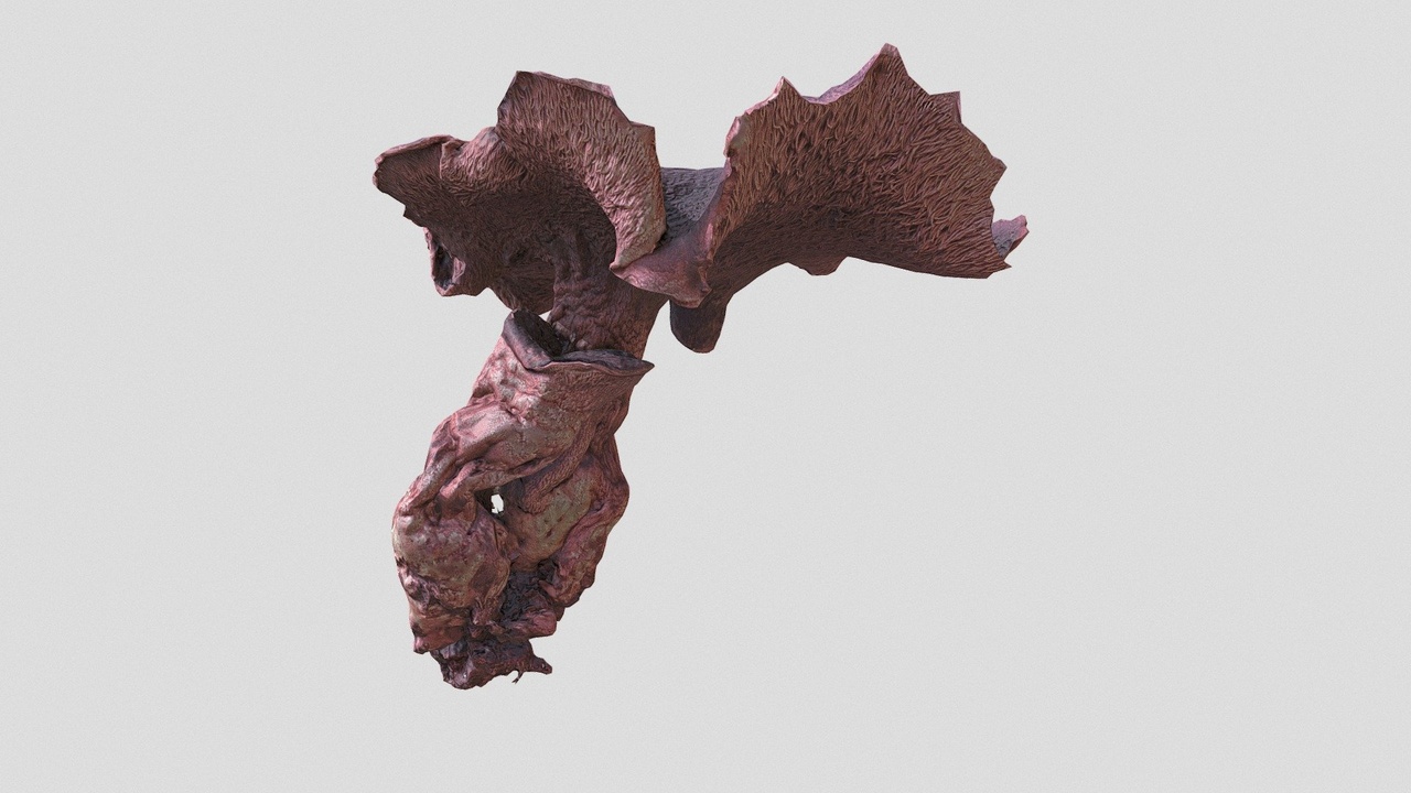 Media 1 for listing Dried Sarcodon mushroom