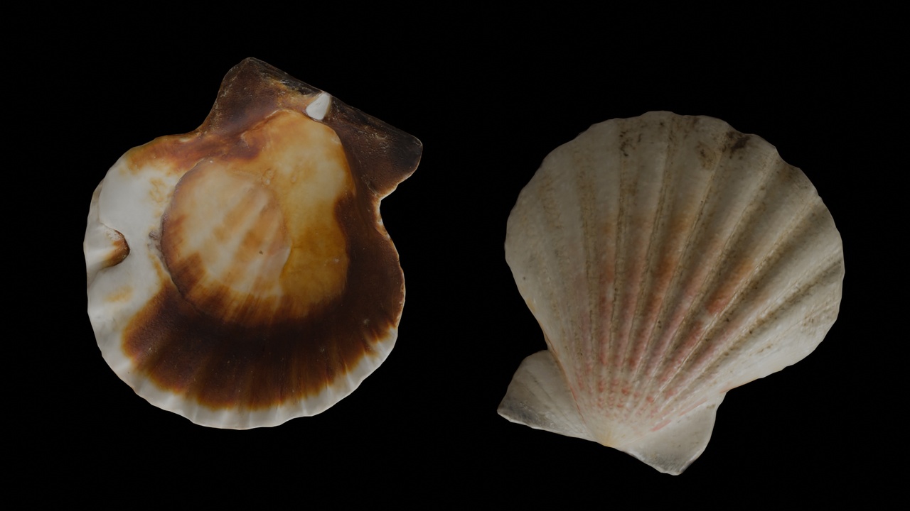 Media 1 for listing Seashell (08 & 09)