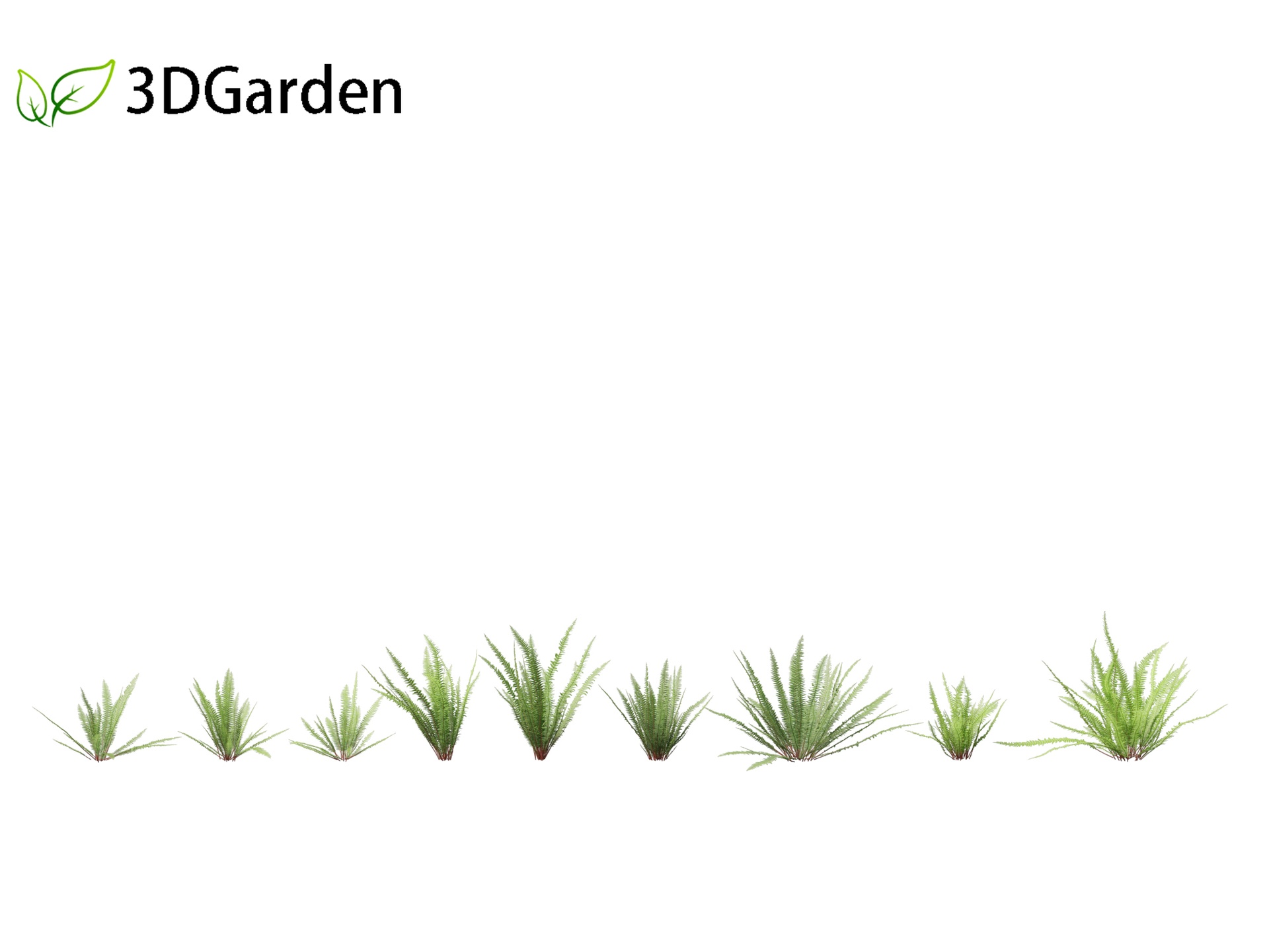 Media 1 for listing Nephrolepis cordifolia - Tuberous sword fern 01