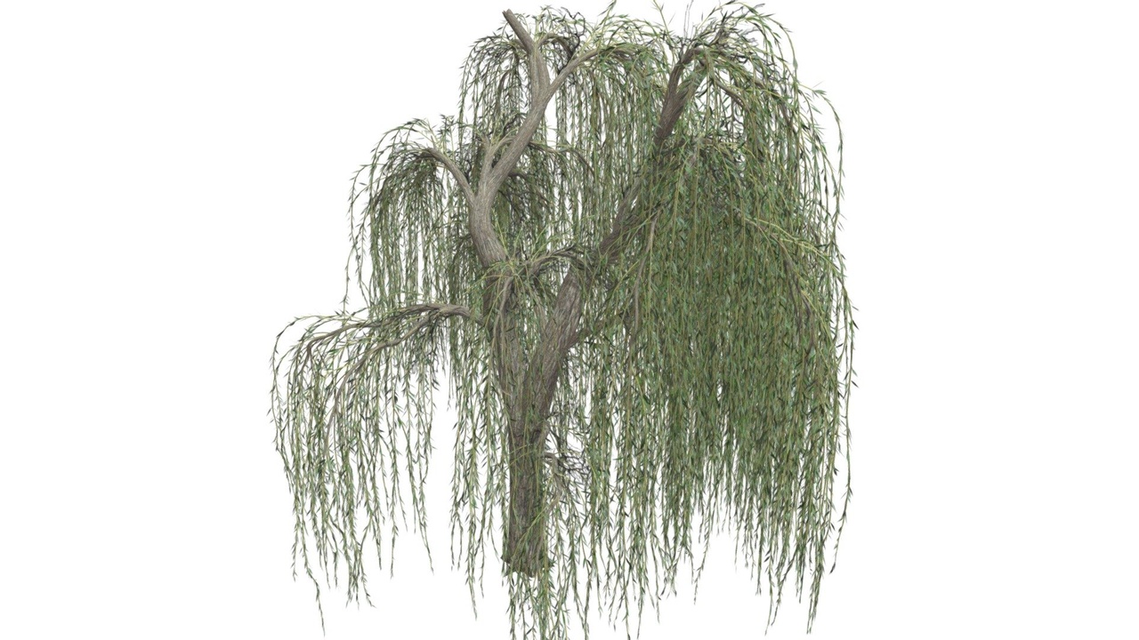 Media 1 for listing Weeping Willow Tree #03