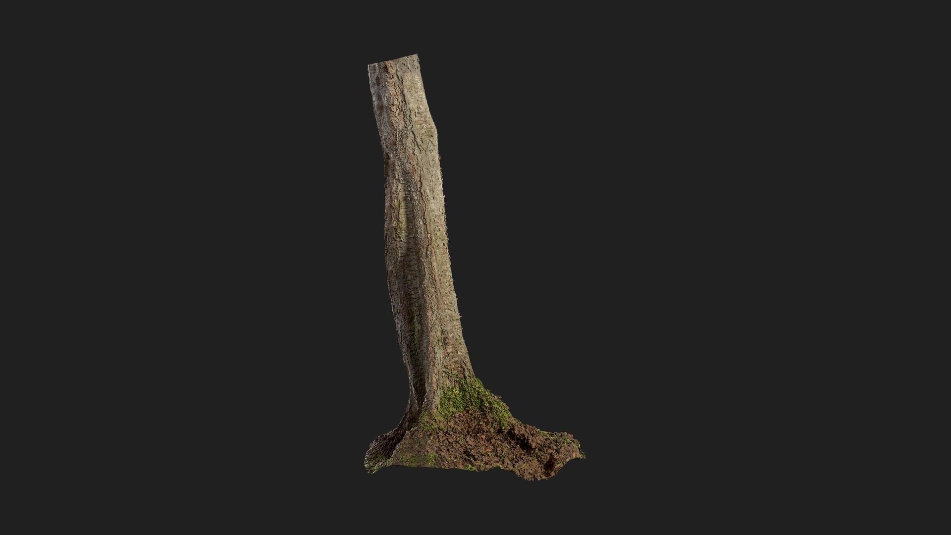 Birch Tree Trunk | Fab