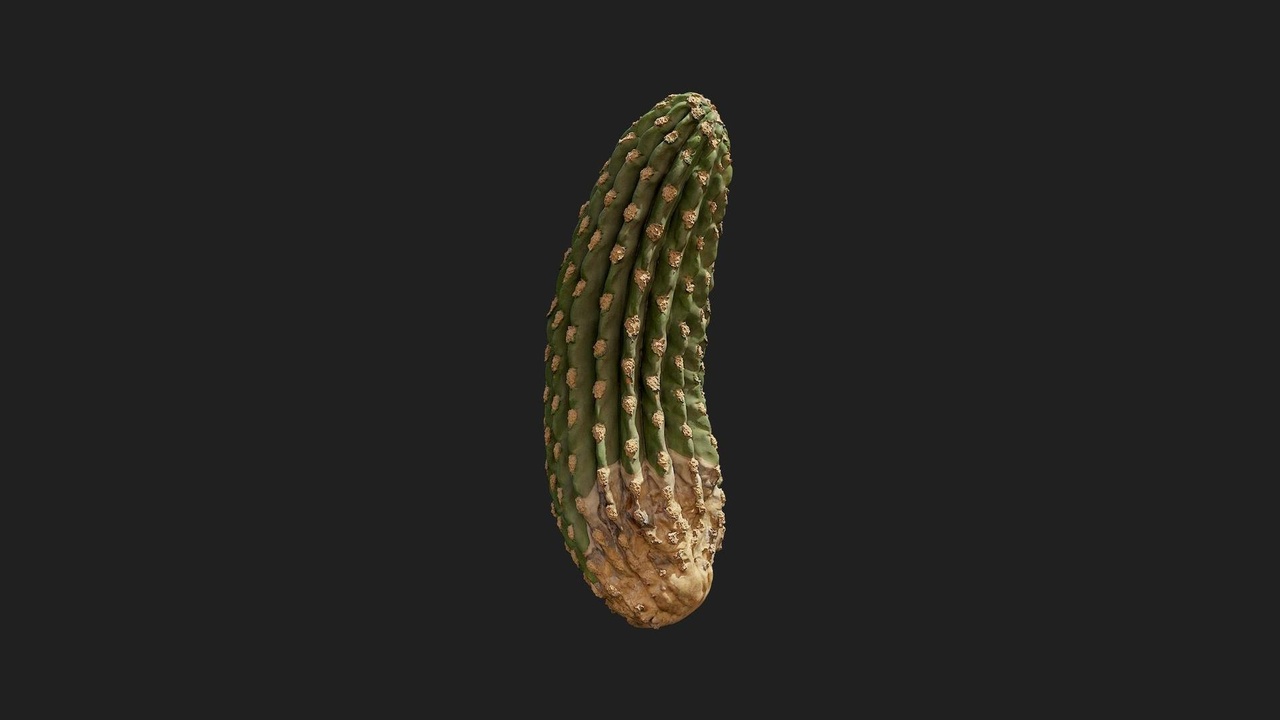 Media 1 for listing Desert American Plant Branch Cactus Large 03