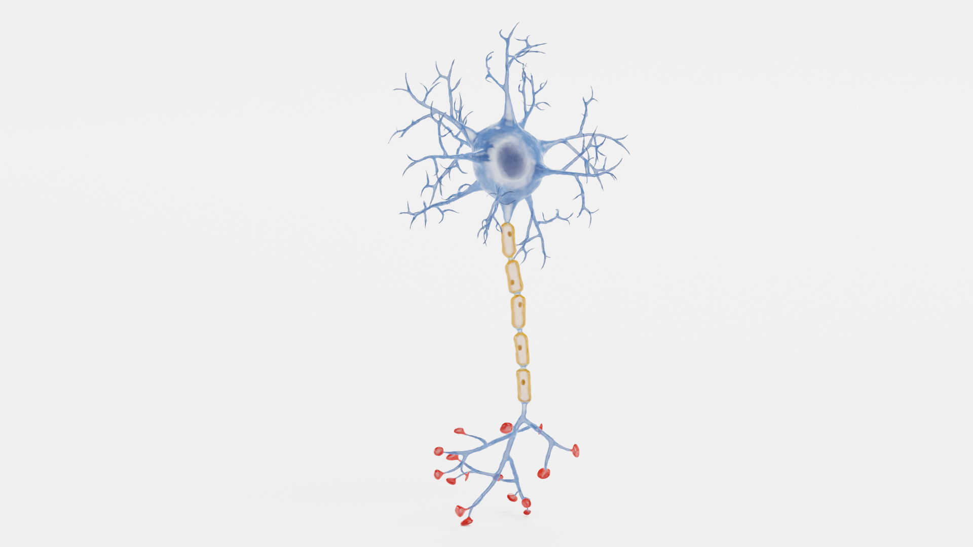 Human Neuron Cell V1 | Fab