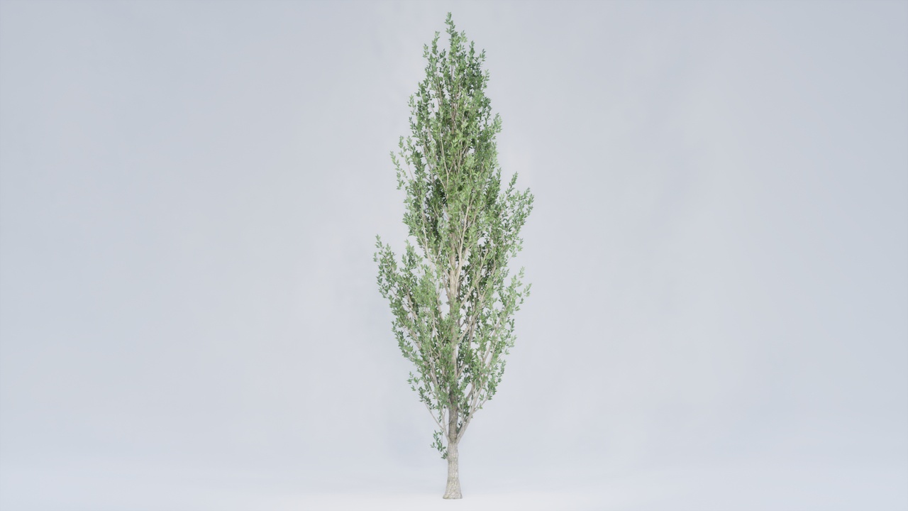 Media 1 for listing Realistic Foliage Collection: Tree 001 Standart 04