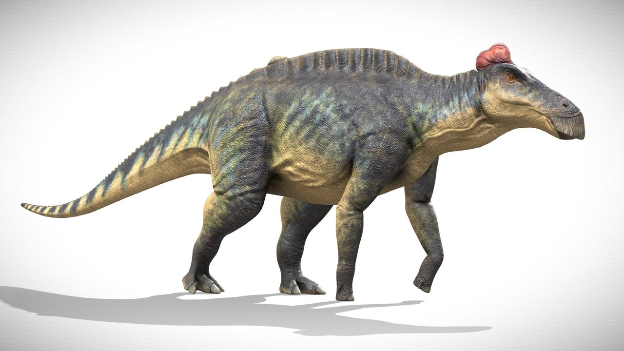 Media 1 for listing Edmontosaurus Rig