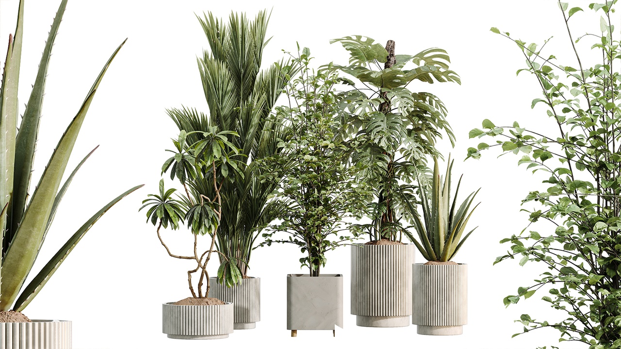 Media 1 for listing AV Indoor Plants Set 513 Aloe Vera Elegant Monstera Alnus Ficus Areca Palm