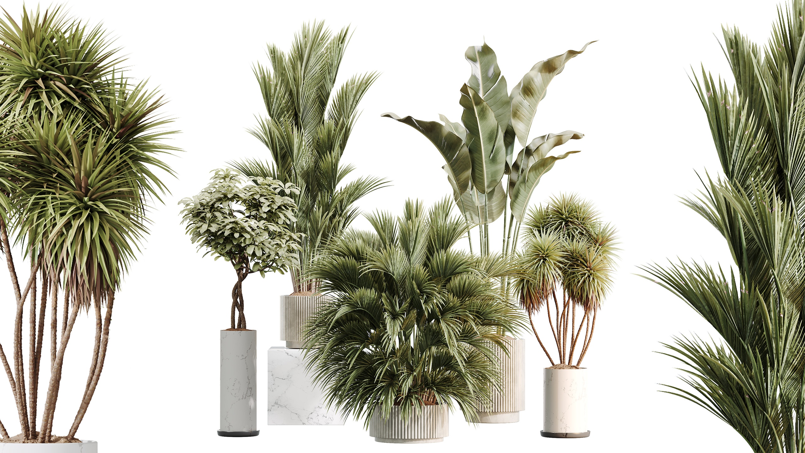Media 1 for listing AV Indoor Plants Set 461 Yucca Elephantipe Cat Reed Palm ParadiseBird Schefflera