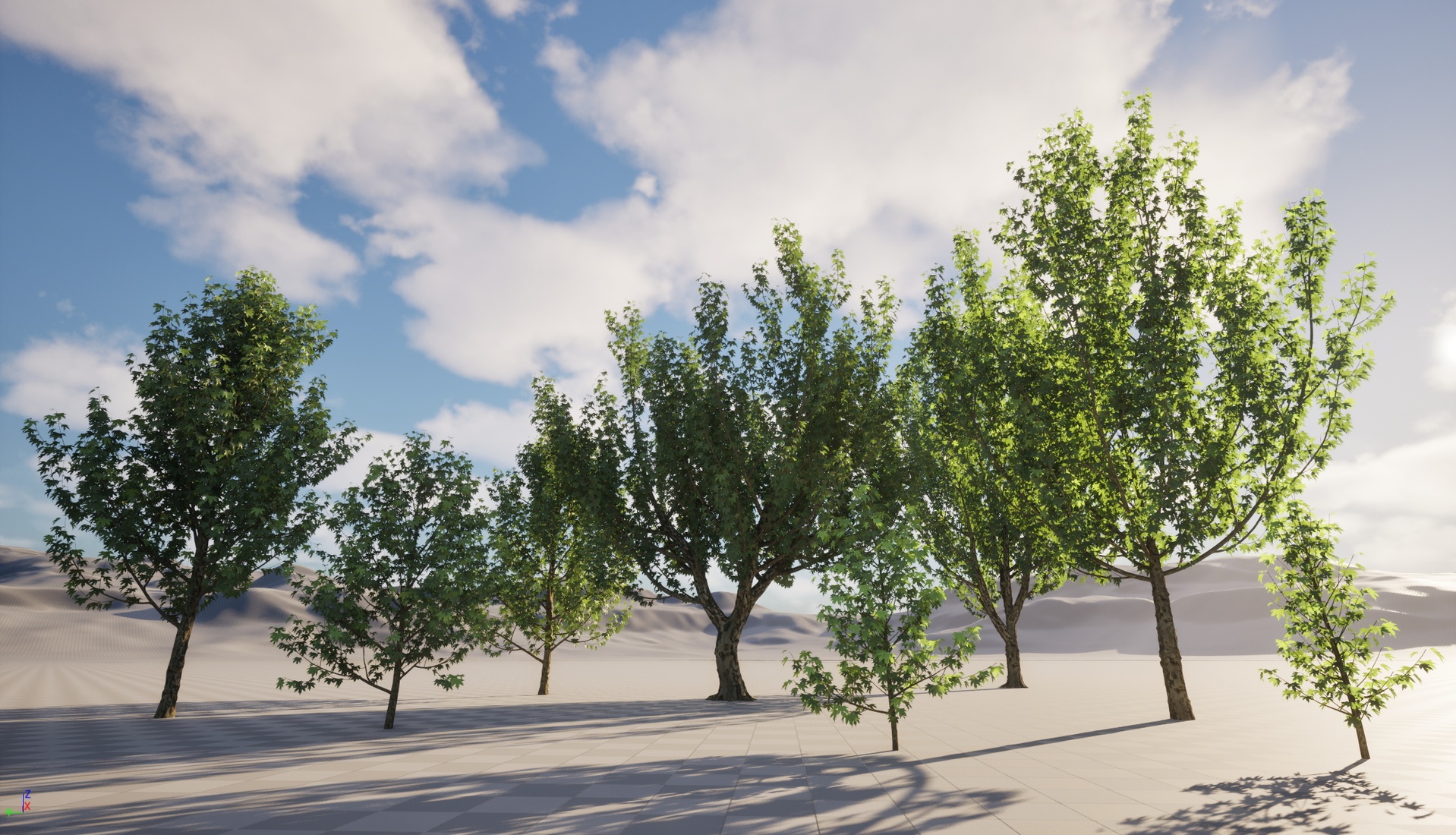 Media 1 for listing Nanite Wind Plants - Platanus orientalis - Oriental plane