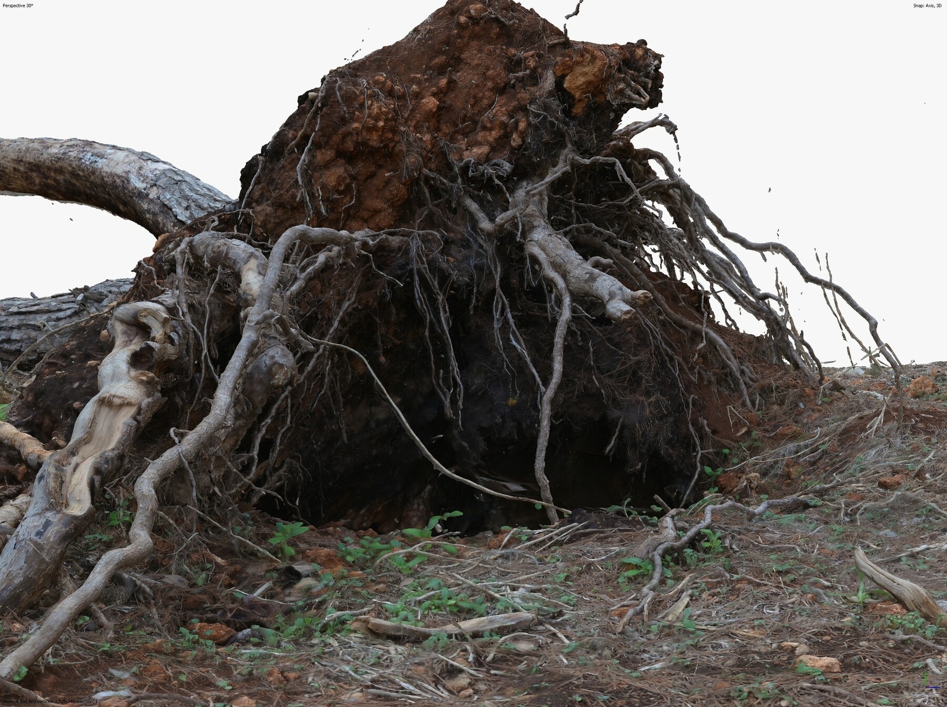 Media 1 for listing Fallen Pine Tree Bare Roots 1x16k 4x16k Textures 3D Model