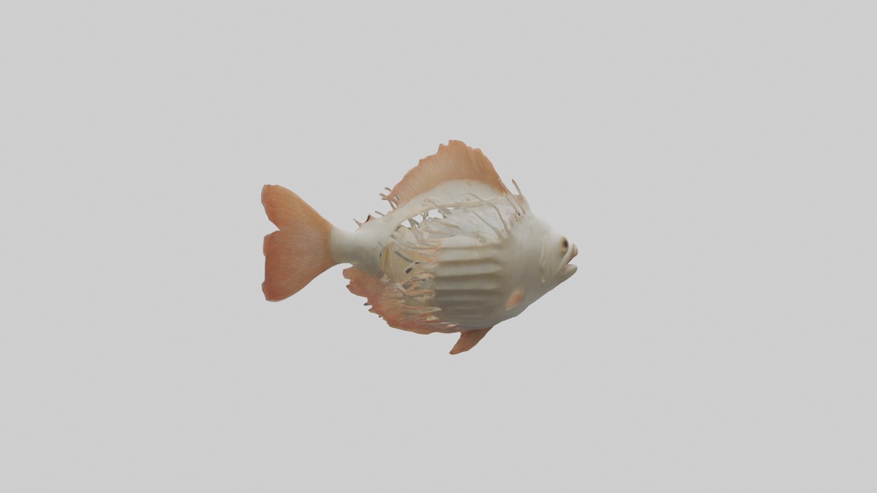 Media 1 for listing Fish Gills Model
