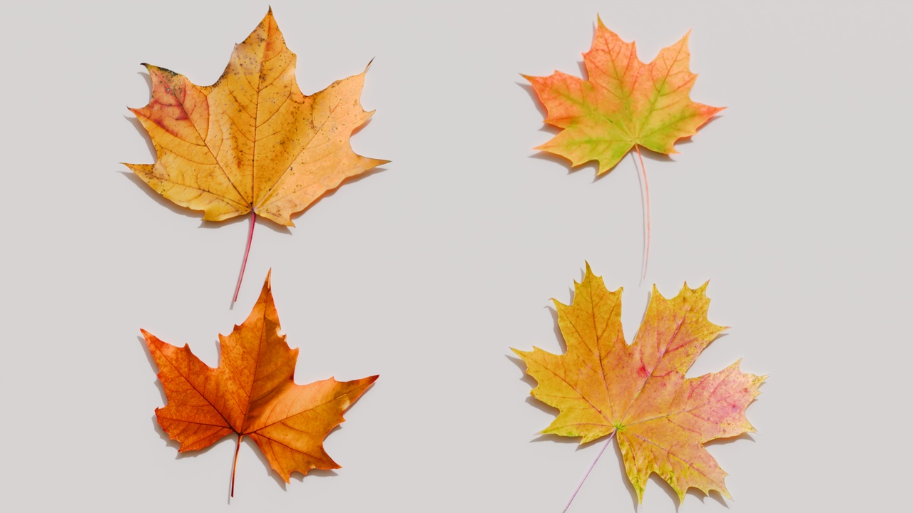 Media 1 for listing Autumn Maple Leaves