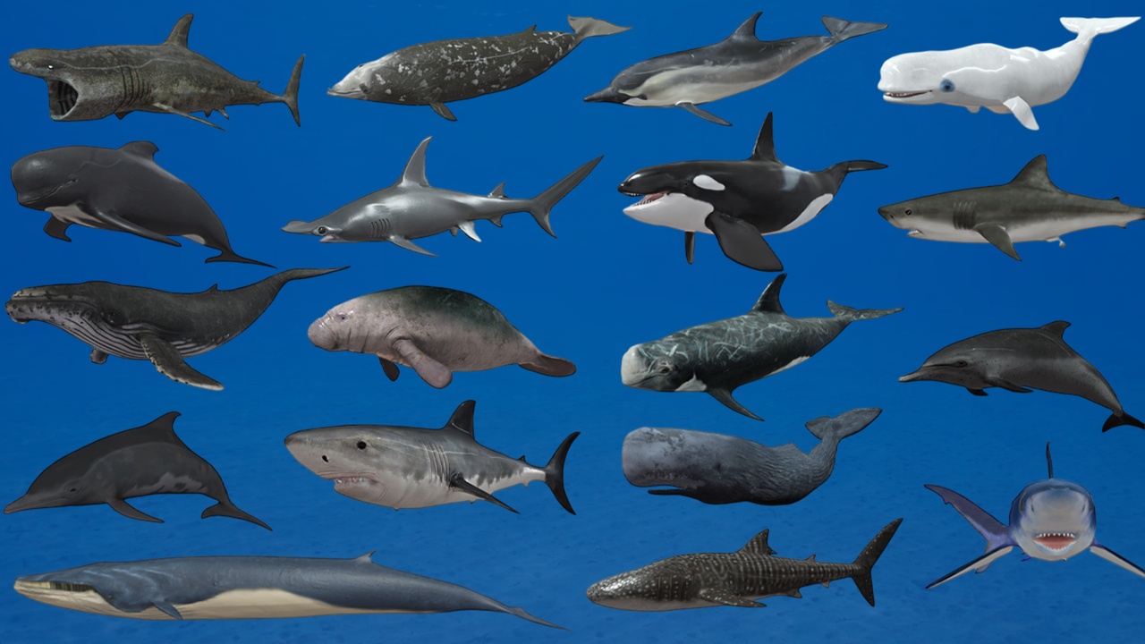 Big Fish Collection Animated | Fab