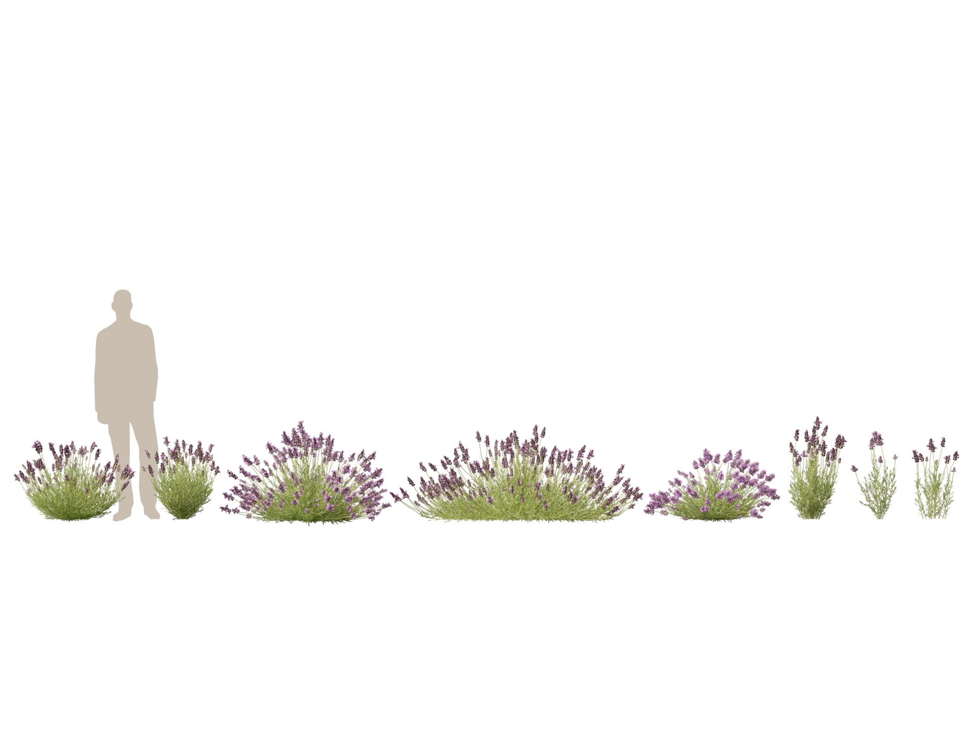 Media 1 for listing (Highpoly+Low Poly) Lavandula Angustifolia English Lavend