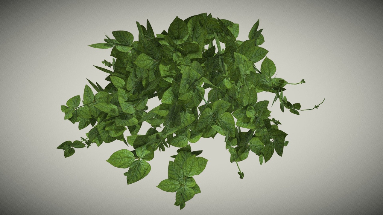 Media 1 for listing Snail Vine - Free Download