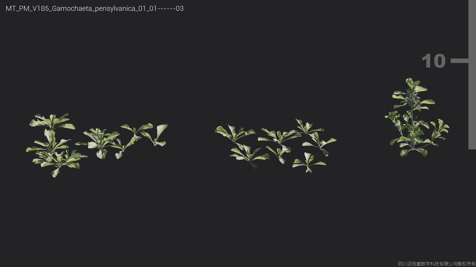 Media 1 for listing V185 Gamochaeta pensylvanica