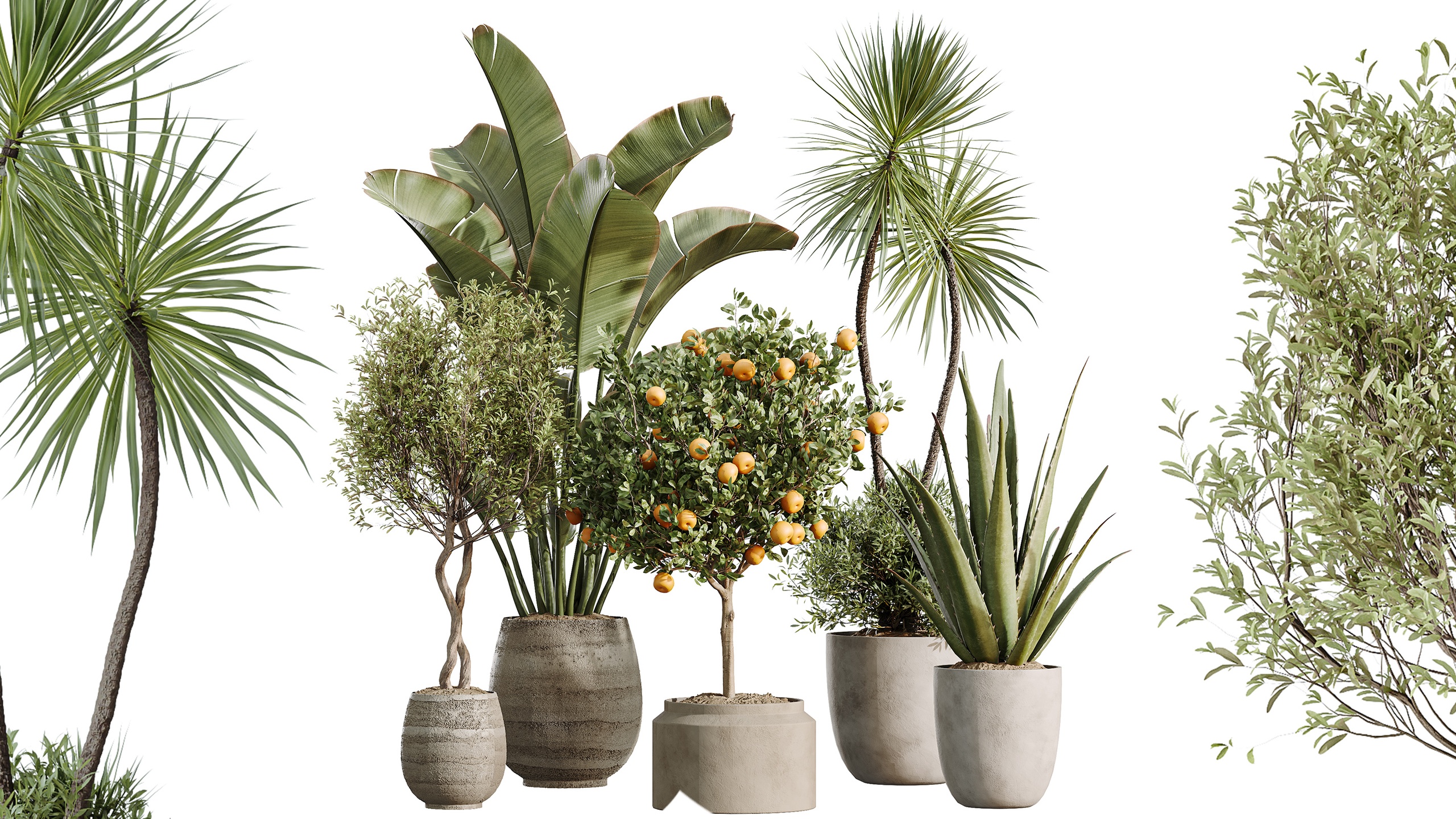 Media 1 for listing AV Indoor Plants Set 501 AloeVera Orange Tree Yucca Olive Banana