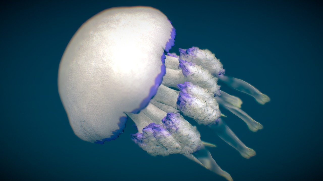 出品Barrel Jellyfishのメディア1